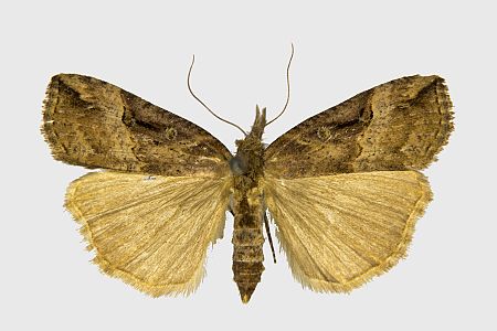 Hypena rostralis