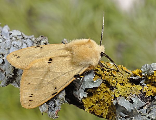 Spilarctia lutea