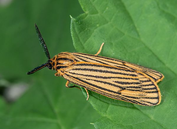 Spiris striata