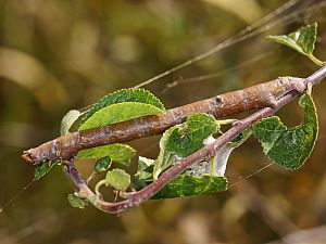 Biston betularia