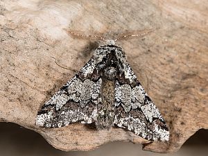 Biston strataria