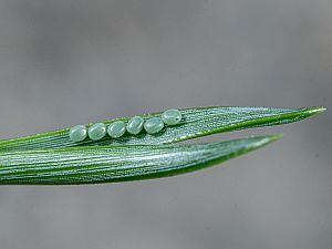 Bupalus piniaria