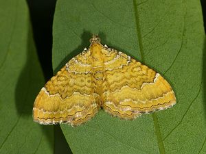 Camptogramma bilineata