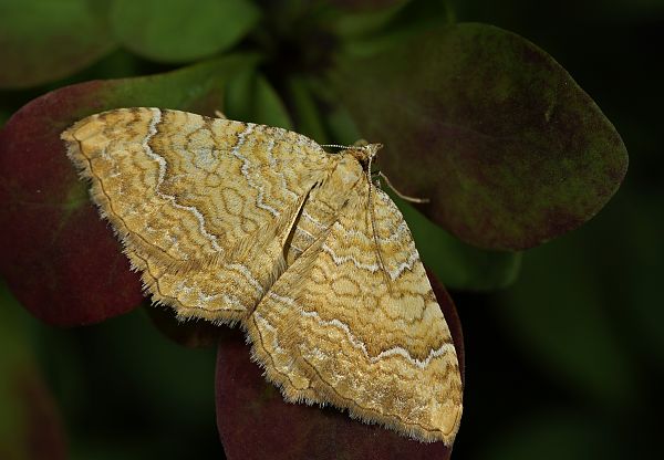 Camptogramma bilineata