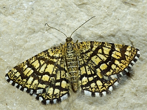 Chiasmia clathrata