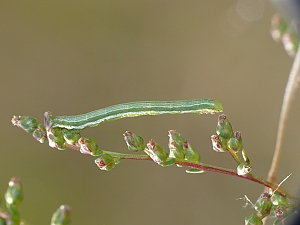 Chiasmia clathrata