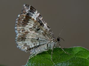 Epirrhoe alternata