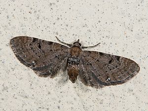 Eupithecia assimilata