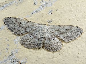 Idaea seriata