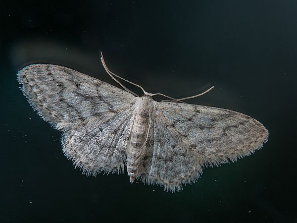 Idaea seriata