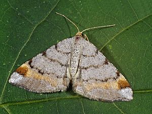 Macaria liturata