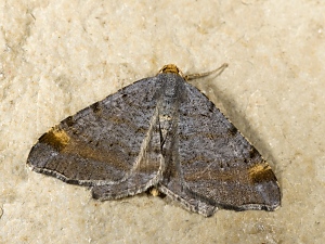 Macaria liturata