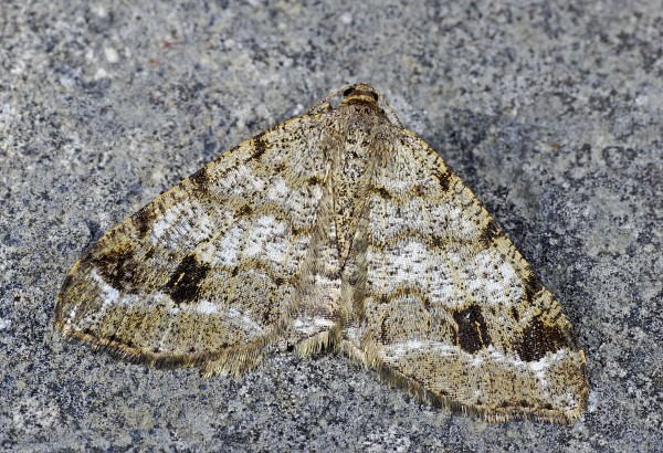 Macaria signaria