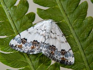 Scopula decorata