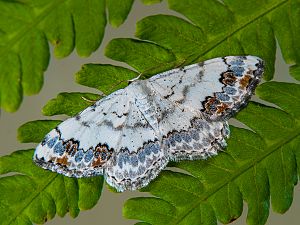 Scopula decorata