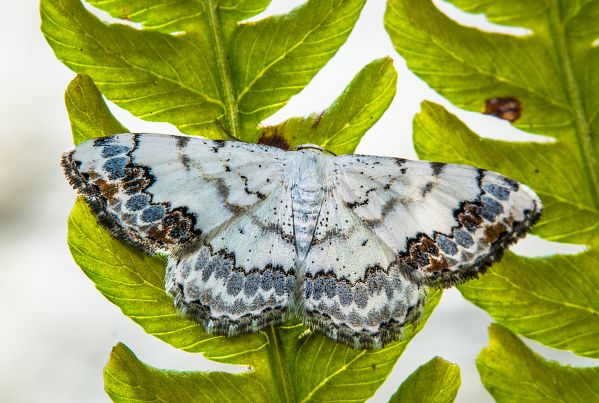 Scopula decorata