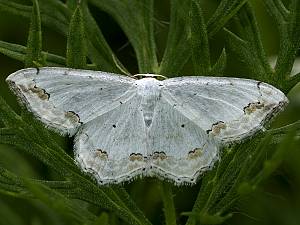 Scopula ornata