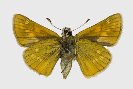 Ochlodes sylvanus