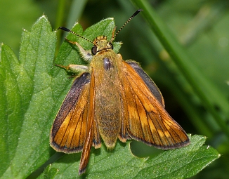 Ochlodes sylvanus