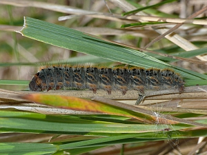 Lasiocampa trifolii