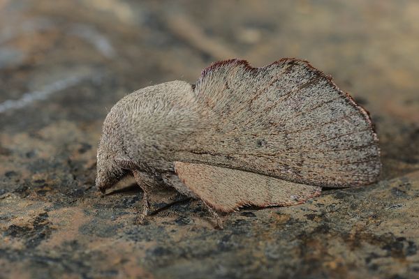 Phyllodesma suberifolia