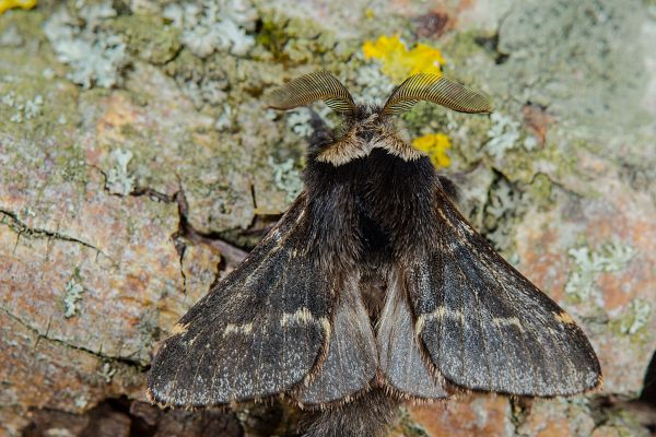 Poecilocampa populi