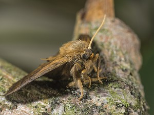 Apoda limacodes