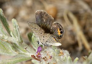 Chilades trochylus