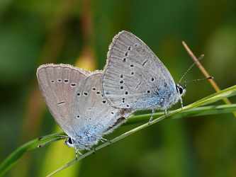 Cupido minimus