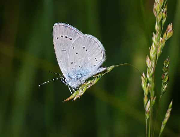 Cupido minimus