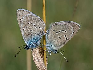 Cyaniris semiargus Kopula