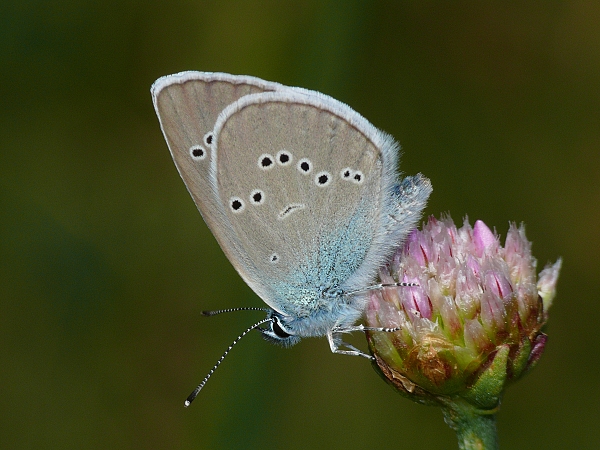 Cyaniris semiargus