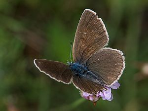 Cyaniris semiargus