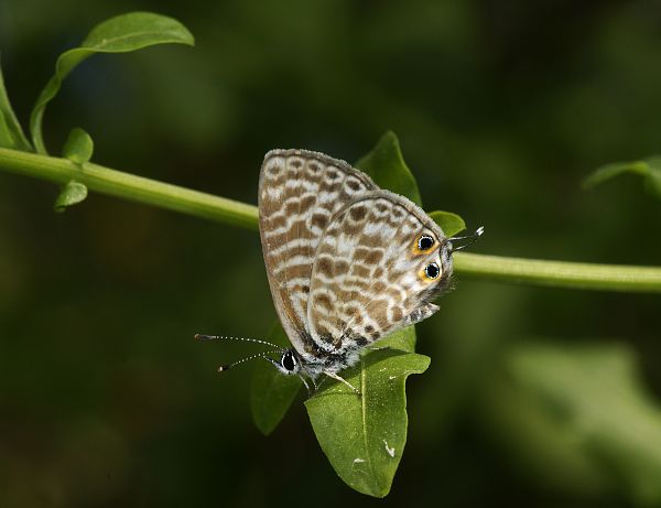 Leptotes pirithous