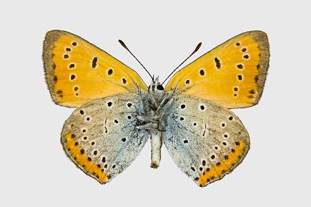 Lycaena dispar