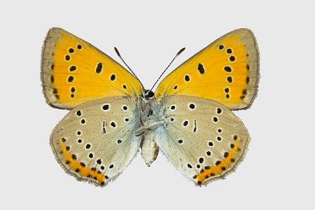 Lycaena dispar