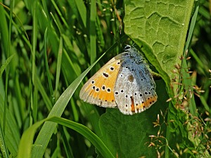 Lycaena dispar