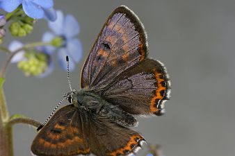 Lycaena helle