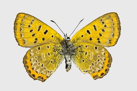 Lycaena helle