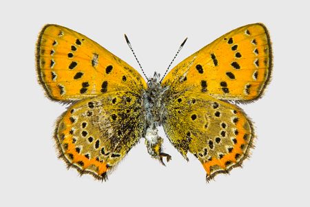 Lycaena helle