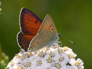 Lycaena hippothoe