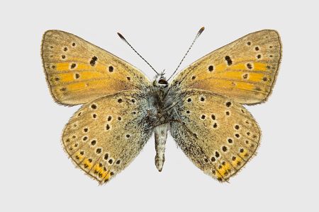 Lycaena hippothoe