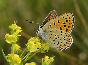 Lycaena tityrus