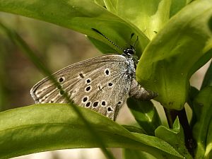 Maculinea rebeli