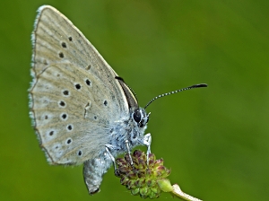 Phengaris teleius