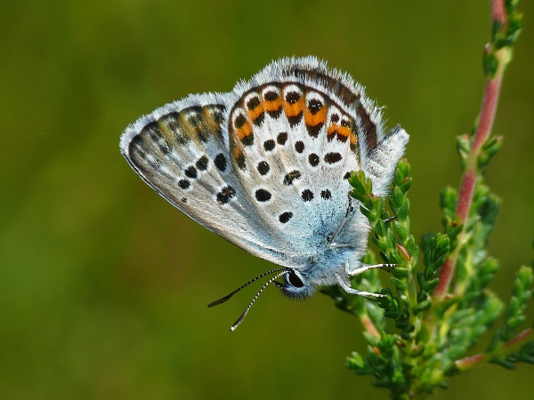 Plebeius argus