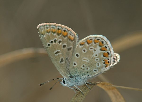 Polyommatus cornelia