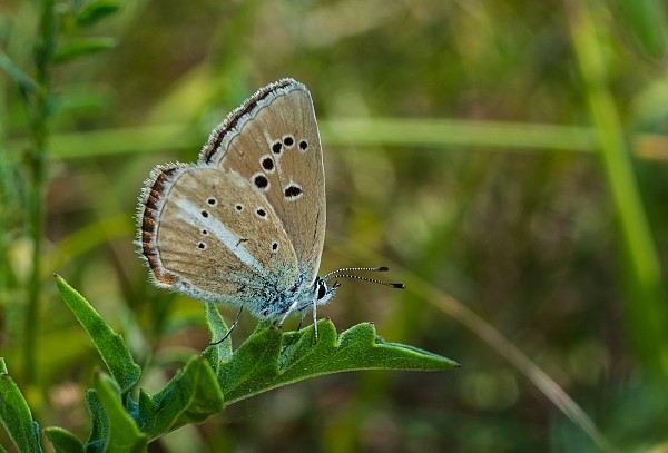 Polyommatus damon