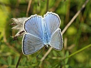 Cupido decoloratus