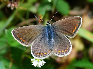 Polyommatus icarus